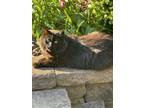 Adopt NC - CP Beauty a All Black Maine Coon / Mixed (long coat) cat in