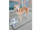 Adopt Lulu a Tan/Yellow/Fawn Staffordshire Bull Terrier / Mixed Breed (Medium) /