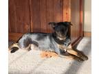 Adopt Kota a Black - with Tan, Yellow or Fawn Australian Shepherd / Mixed Breed