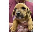 Adopt Aster a Brown/Chocolate Labrador Retriever / Pit Bull Terrier / Mixed dog