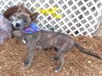 Adopt BRANDI a Pit Bull Terrier, Mixed Breed