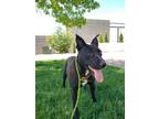 Adopt 80335 Iris a Black American Pit Bull Terrier / Mixed dog in Spanish Fork