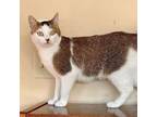 Adopt Sylvia a Domestic Short Hair, Abyssinian