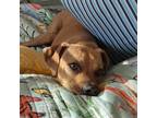 Adopt Noopy a Tan/Yellow/Fawn Labrador Retriever / Mixed dog in Galveston