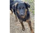 Adopt Freddy a Mixed Breed (Medium) / Mixed dog in Portland, IN (37767973)