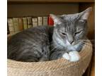 Adopt Gravy20 a Domestic Shorthair / Mixed (short coat) cat in Youngsville