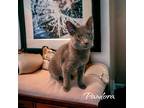 Adopt Pandora (Beans) a Domestic Shorthair / Mixed (short coat) cat in Port
