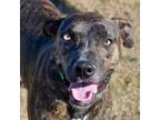 Adopt Wynne a Catahoula Leopard Dog / Great Dane / Mixed dog in Quinlan