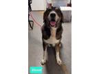 Adopt Diesel a Great Pyrenees / Affenpinscher / Mixed dog in Richmond