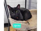 Adopt Sprint a Domestic Shorthair / Mixed (short coat) cat in Richmond