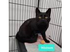 Adopt Watson a Domestic Shorthair / Mixed (short coat) cat in Richmond