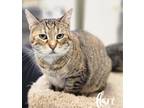 Adopt Clare a Domestic Shorthair / Mixed (short coat) cat in Neosho