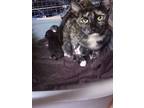 Adopt Mandi a Spotted Tabby/Leopard Spotted Domestic Shorthair / Mixed cat in