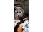 Adopt Stella a Domestic Shorthair cat in mishawaka, IN (35208119)