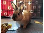 Adopt Ben a Cinnamon Other/Unknown rabbit in Westford, MA (37606895)
