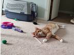 Adopt Happy a Orange or Red Tabby Domestic Shorthair / Mixed (short coat) cat in