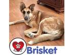 Adopt Brisket a German Shepherd Dog / Mixed dog in Hicksville, NY (37766303)