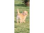 Adopt Sami a Tan/Yellow/Fawn Terrier (Unknown Type, Medium) dog in Surrey