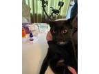 Adopt Pepper Jack a Spotted Tabby/Leopard Spotted Domestic Shorthair / Mixed cat