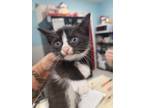 Adopt Prickly Pear a Spotted Tabby/Leopard Spotted Domestic Shorthair / Mixed