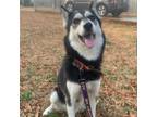 Adopt Andromache, aka Andie a Siberian Husky dog in Snow Camp, NC (35231500)