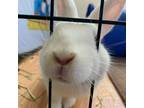 Adopt Gwen a American rabbit in Voorhees, NJ (35240421)