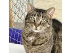 Adopt Annabella a Domestic Short Hair