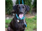 Adopt Max a Mixed Breed (Medium) dog in Port Washington, NY (37767982)