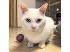 Adopt Blue a White Domestic Shorthair / Mixed cat in Port Washington