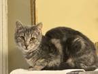 Adopt Pharoah a Domestic Short Hair