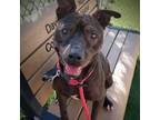Adopt FRANKIE a Pit Bull Terrier, Mixed Breed