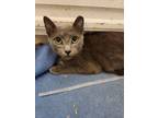 Adopt Margarita a Domestic Short Hair