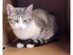 Adopt Trinket a Domestic Short Hair