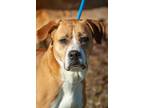 Adopt Tater a Pit Bull Terrier
