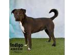 Adopt INDIGO a Labrador Retriever, Mixed Breed