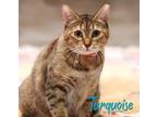 Adopt Turquoise #more-to-hug a Tabby