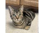 Adopt Cleopatra a Domestic Short Hair