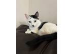 Adopt Lori a Turkish Van, Domestic Short Hair