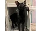 Adopt Dreidel a Domestic Short Hair