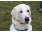 Adopt Abby a Great Pyrenees, Akbash