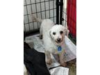 Adopt Amelia and Bedelia a Bichon Frise, Shih Tzu