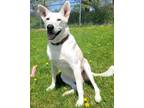 Adopt Myah a German Shepherd Dog, Siberian Husky