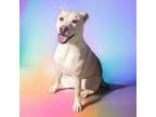 Adopt Libby - PAWS a Mixed Breed