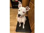 Adopt Luna Lady a Pit Bull Terrier