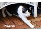 Adopt Maverick, Moxie & Matilda a Tuxedo