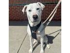 Adopt Lady (Bear Breakfast club) a Pit Bull Terrier, Mixed Breed