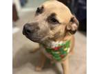 Adopt Roma a Black Mouth Cur