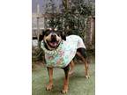 Adopt PJ Harvey a Rottweiler, Boxer