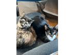 Adopt Bonded Pair - Bethany & Lydia a Domestic Short Hair