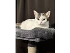 Adopt Kelly Rita a Domestic Short Hair